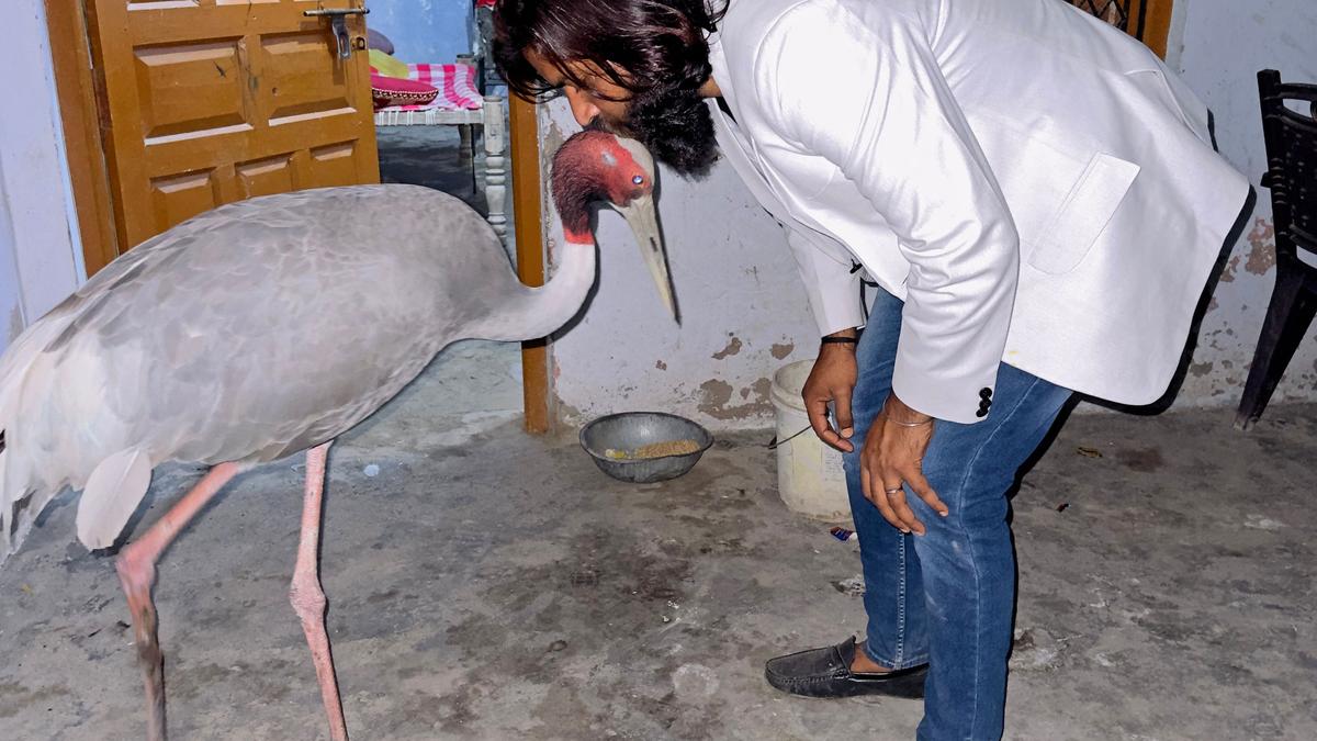 The Day Zaruru Revealed a Hidden Language Only Animals Understand