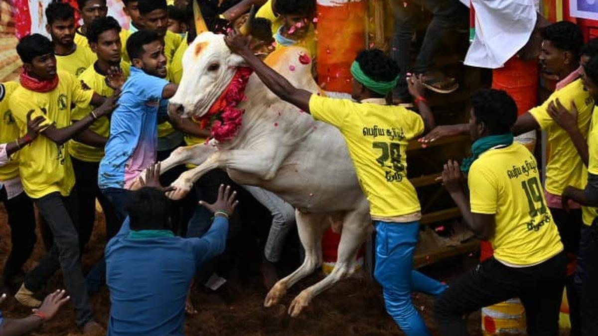 In pictures | Guts, glory, and a death at Madurai’s Avaniapuram jallikkattu