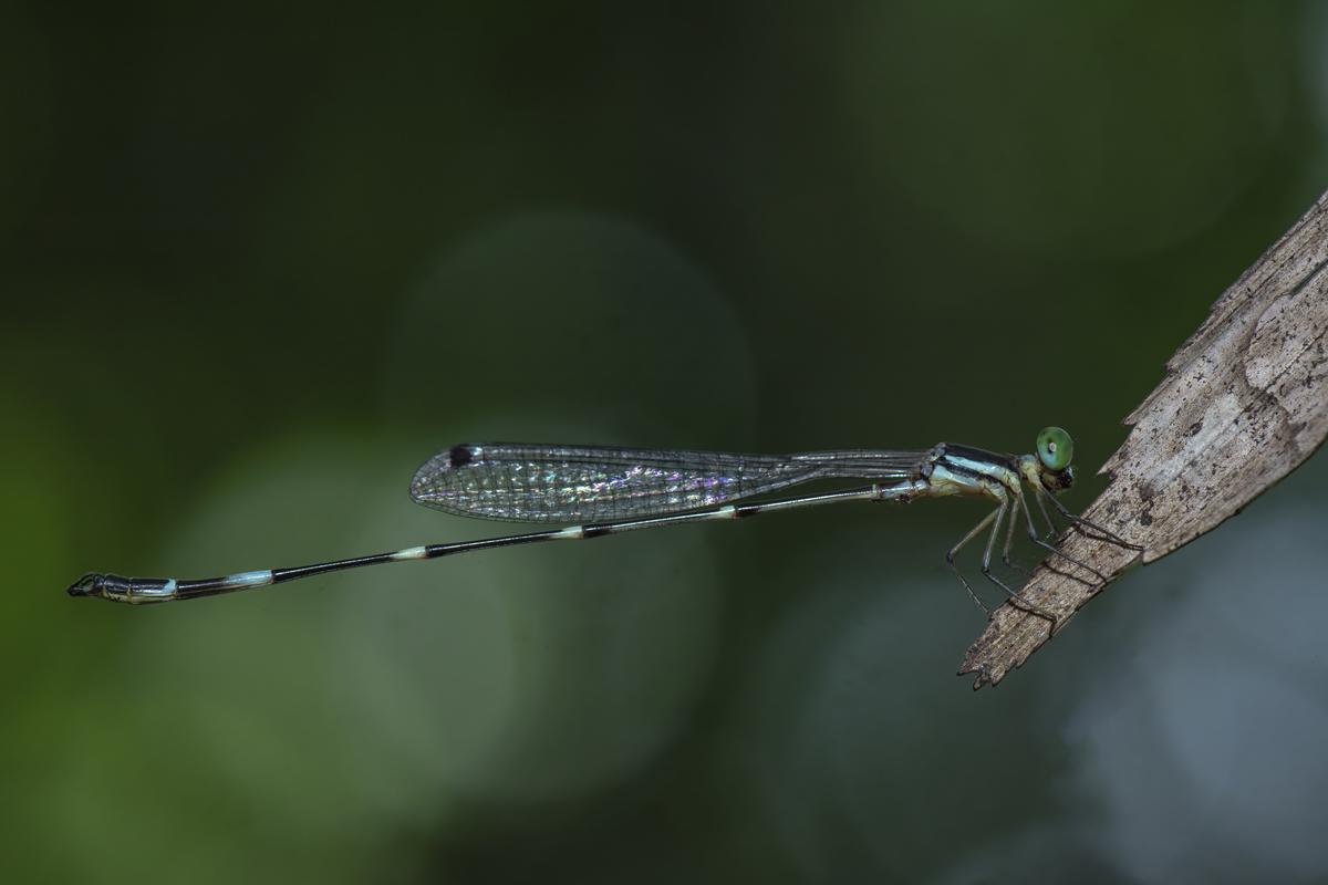 New damselfly species discovered in Brahmagiri Hills