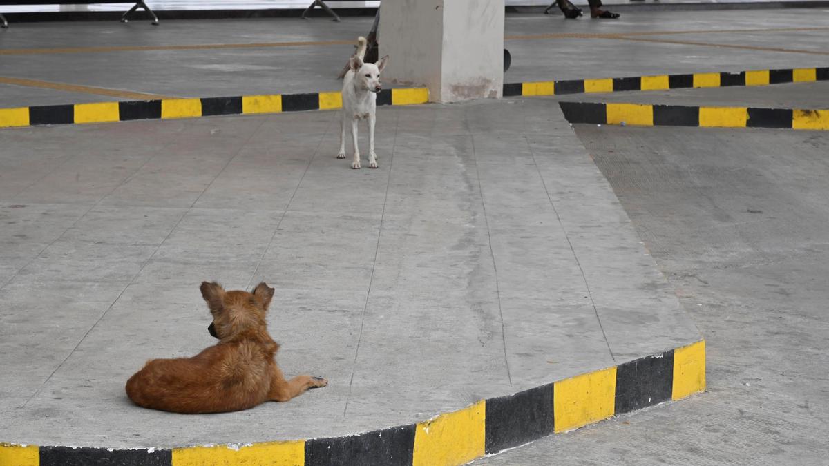 Commuters raise safety concerns over stray dogs at Solar Bus Stand