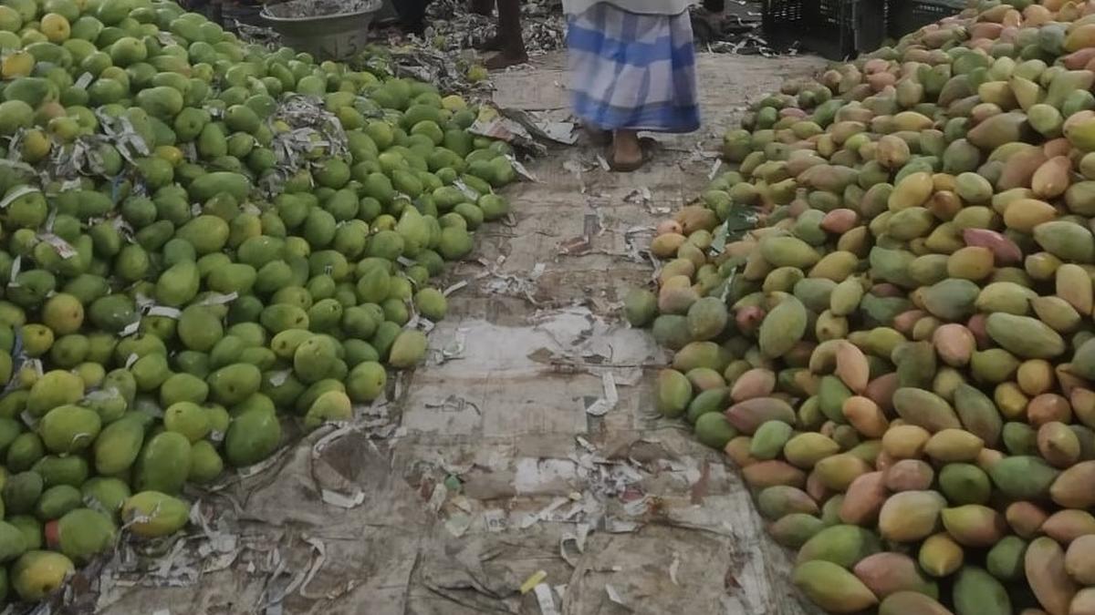 Totapuri mango farmers fear produce will wither soon if not procured