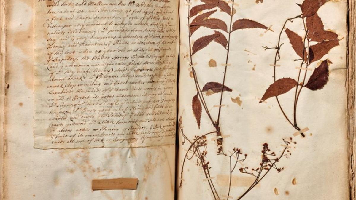 A British surgeon’s documentation of the flora in 17th Century Madras
Premium