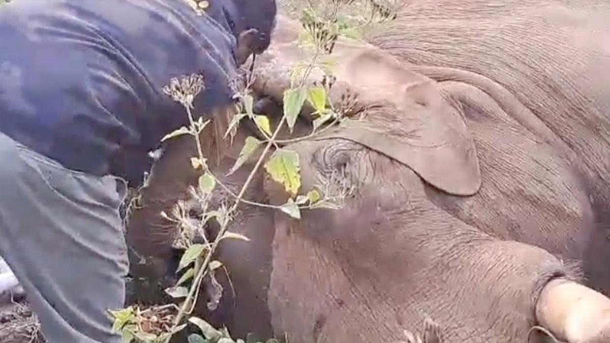 Injured elephant of Athirappilly in Kerala dies at Kodanad camp 