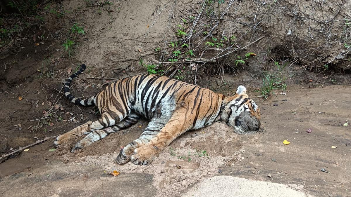 Adult tiger found dead in Tiruppur district