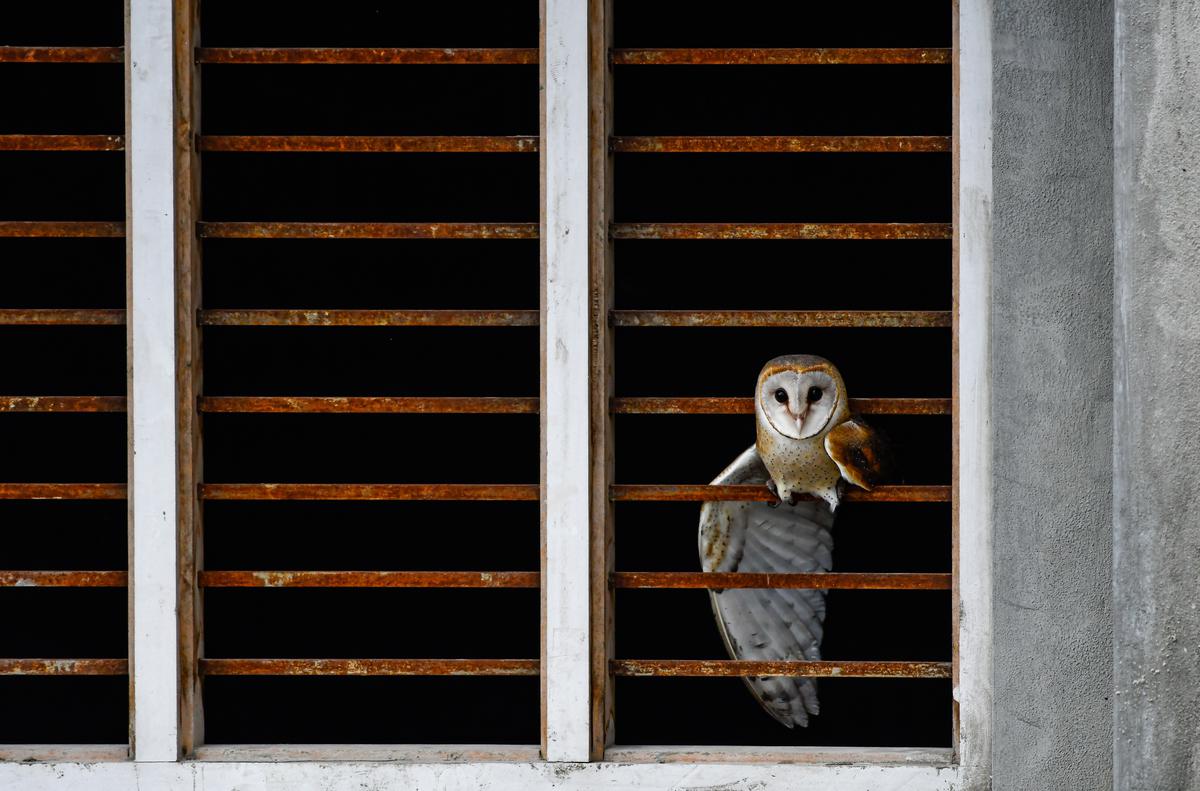 The most widespread land bird species in the world, the Barn Owl, can often be spotted in abandoned buildings, chimneys and tree holes. Urban landscapes provide refuge to a wide variety of animals and birds and also aid in habitat connectivity. 
