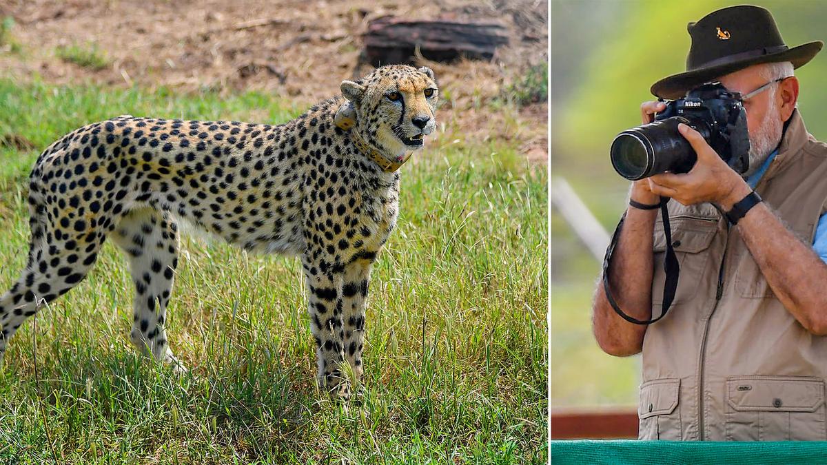 No serious efforts made for decades to reintroduce cheetahs in India: PM Modi targets previous government