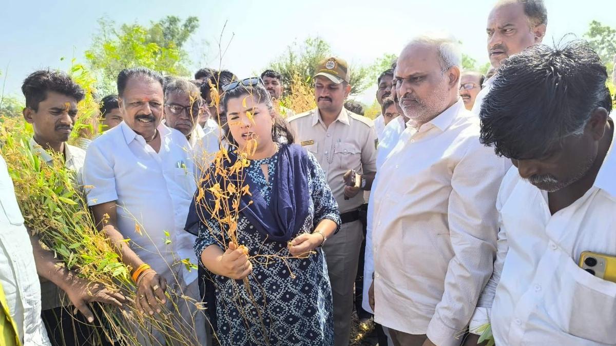 Deputy Commissioner visits damaged red gram fields in Kalaburagi
