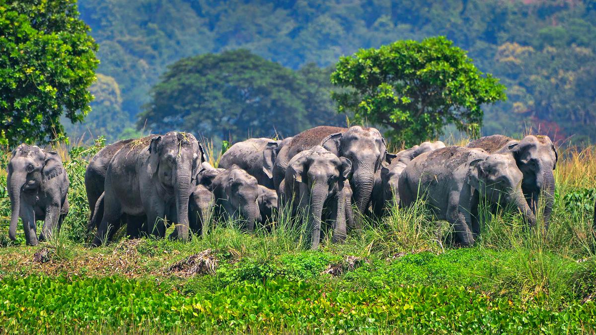 Assam stumbles in rewilding elephants - The Hindu