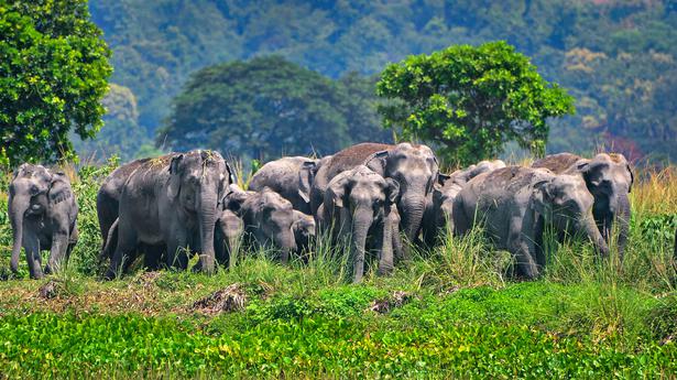Assam stumbles in rewilding elephants  