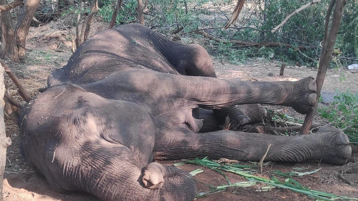 Vets at Sathyamangalam treat ailing 40-year-old female elephant, look after its calf