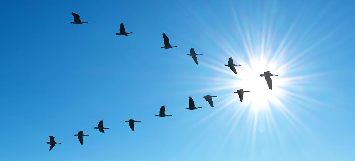 Migratory birds in V Formation, travel over long distances