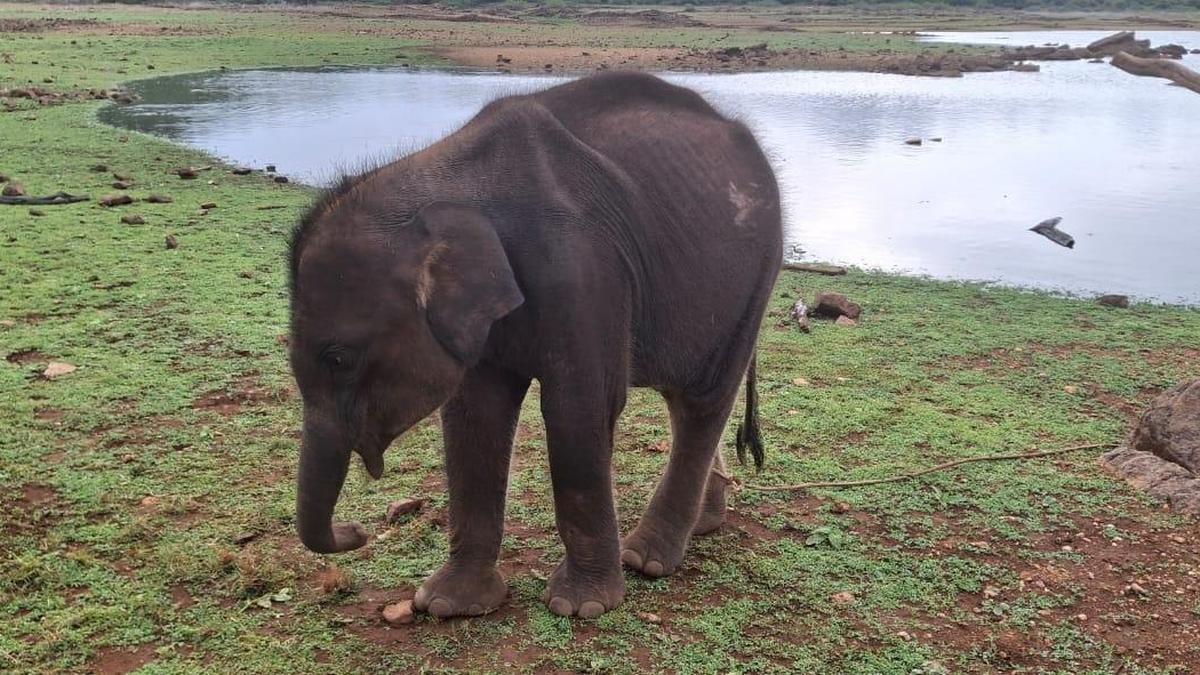 Forests bordering Bhavanisagar reservoirsee four elephant deaths in March alone