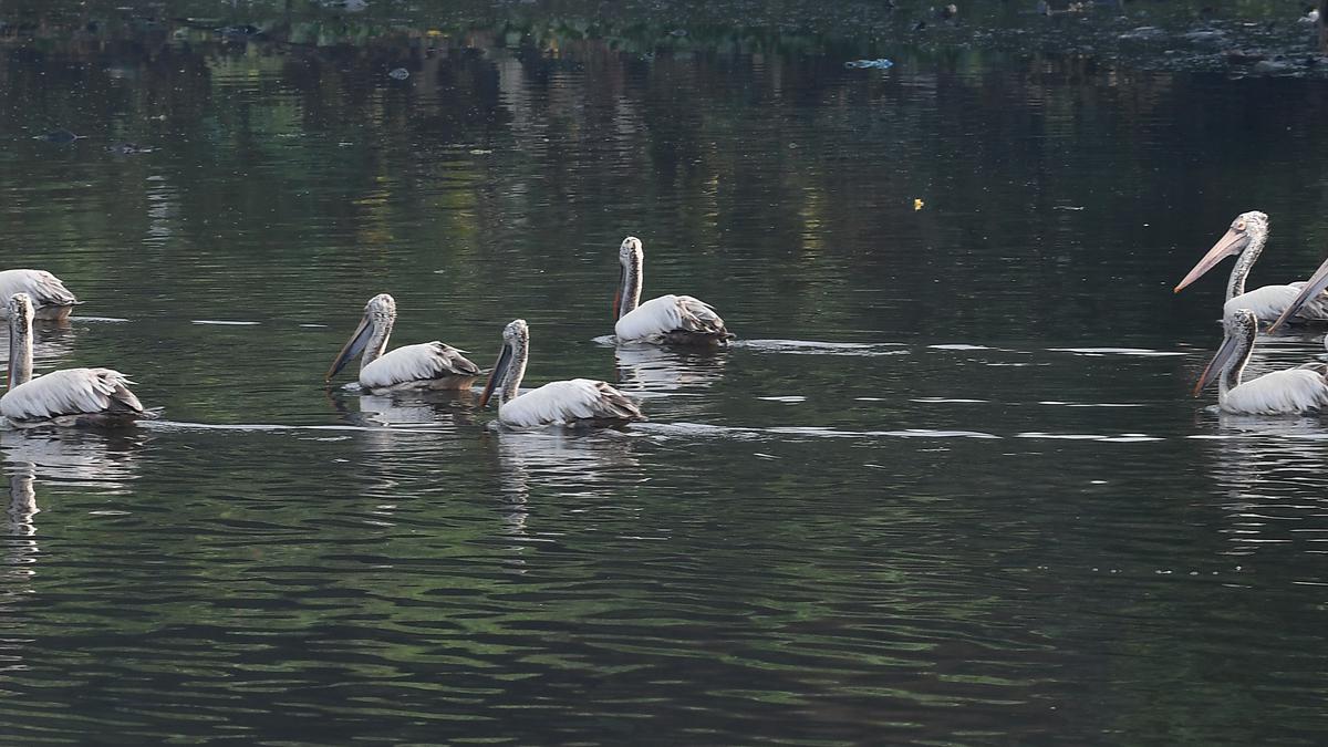 Pelicans flock to Cooum River as excess water inflow rises after rain