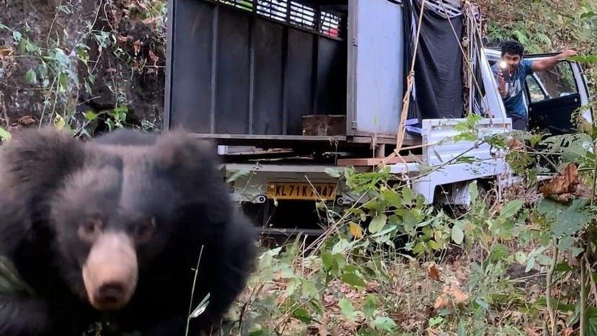 Bear trapped in Thelpara near Malappuram, relocated