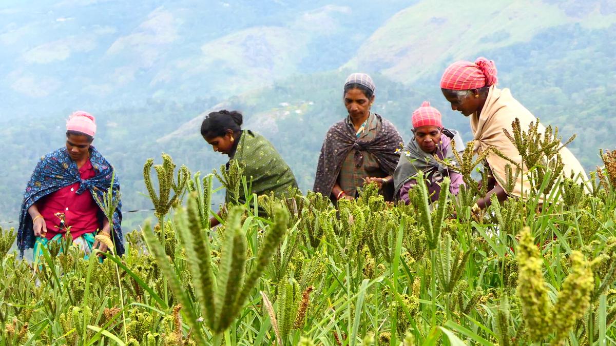 Tribespeople at Aaduvilantankudi reap benefits of millet farming