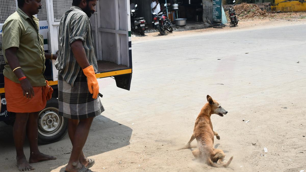 Sterilisation of stray dogs picks up pace in Dindigul The Hindu