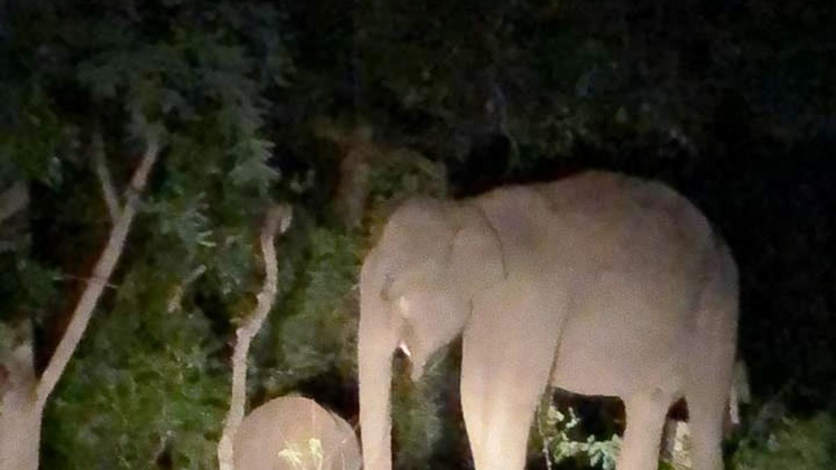 Jeep safaris at night banned in Marayur