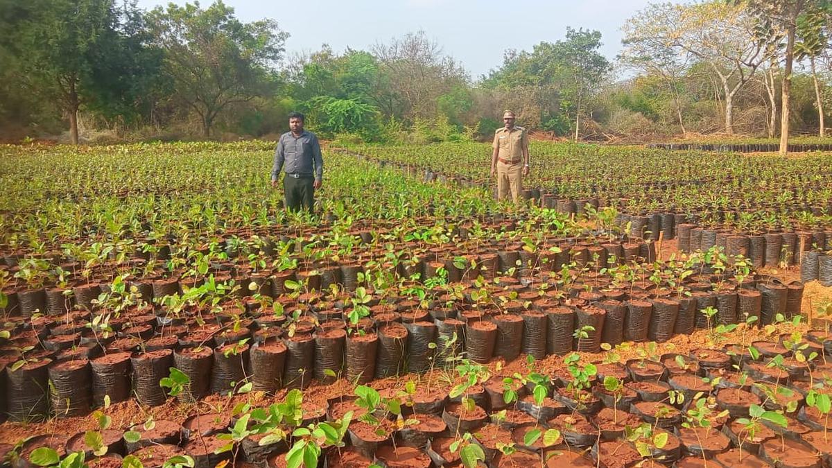 Seedlings of fruit-bearing trees being raised for planting inside reserve forests to fulfill food requirements of monkeys and birds