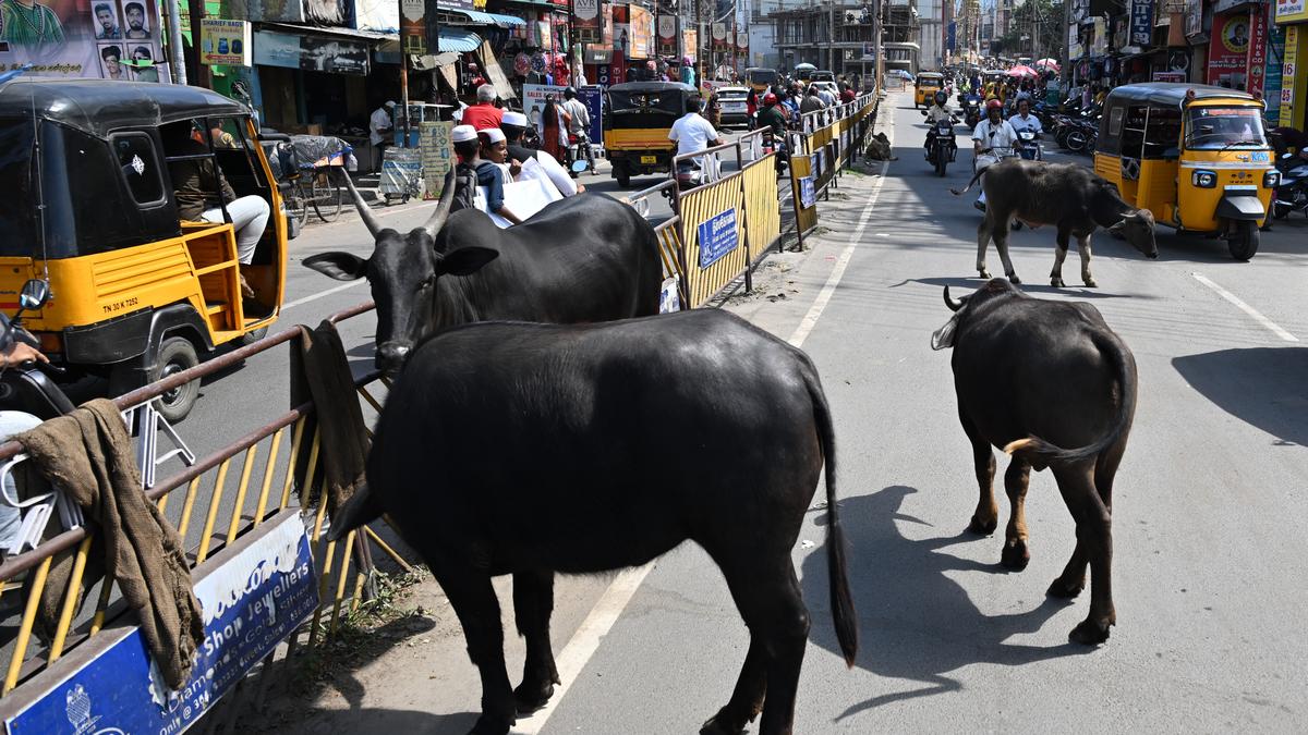 Salem Corporation fixes fines for owners of stray cattle roaming in public places