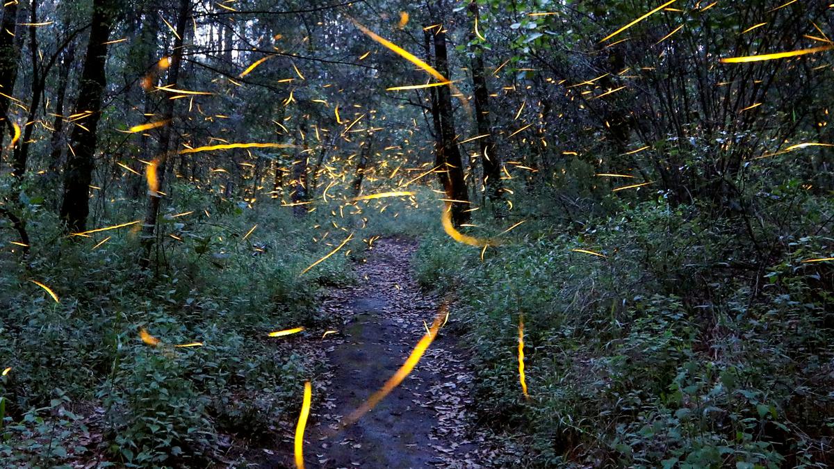 From robot fireflies to okra plasters: 2022's nature-inspired solutions