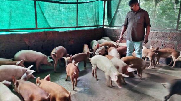 Culling of pigs began in Wayanad