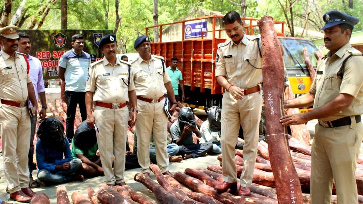 RSASTF officials arrest seven red sandalwood smugglers in Srikalahasti forest area, seize 72 logs worth ₹2.5 crore