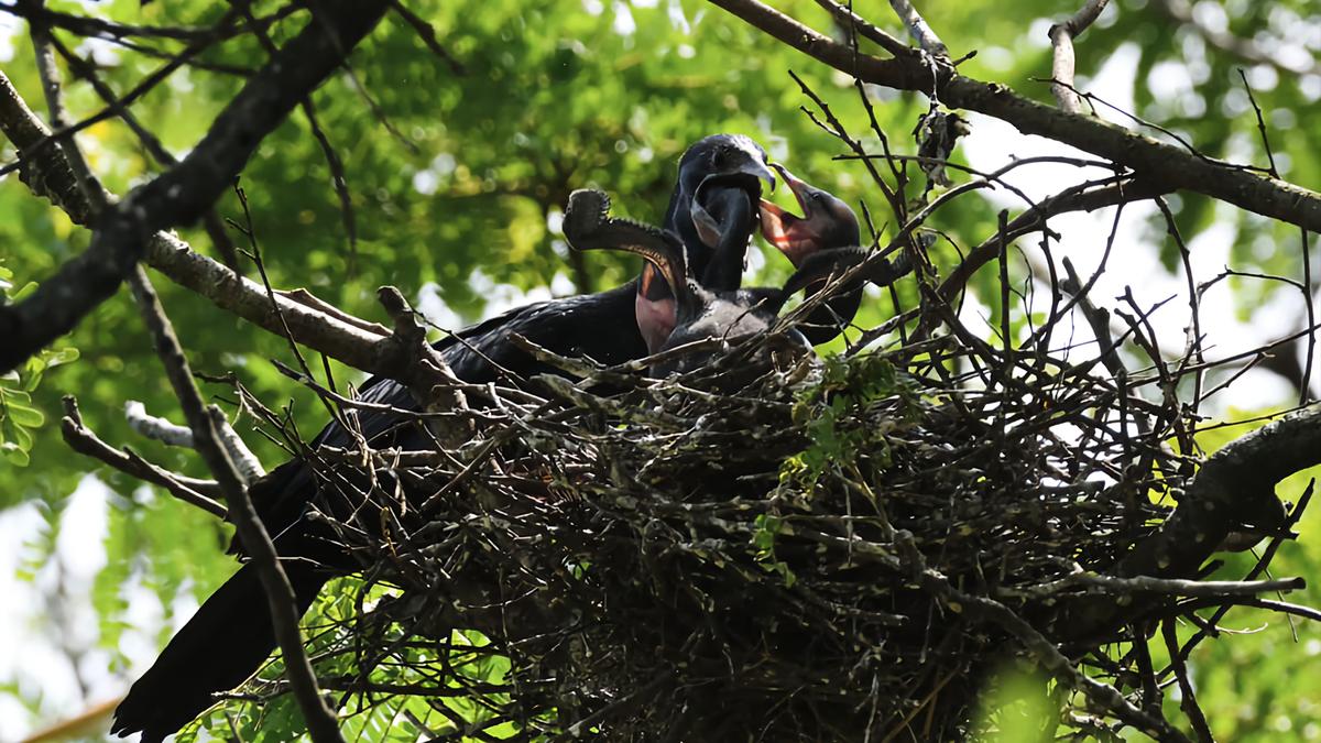 Heronry survey records fewer nests at Nooranad