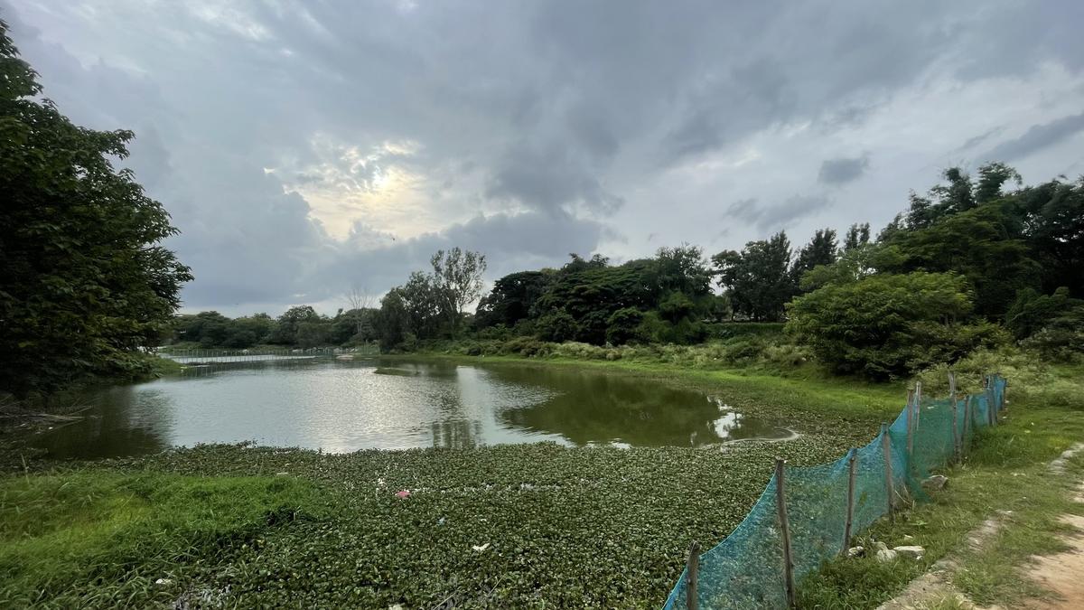 A slip into lake turned this engineer into a conservationist