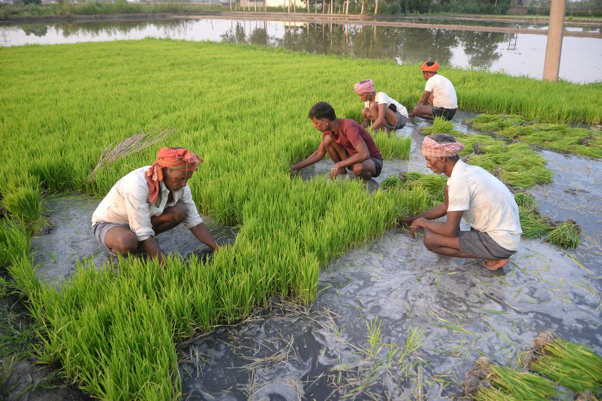 Trends show 27% dip in paddy sowing - The Hindu