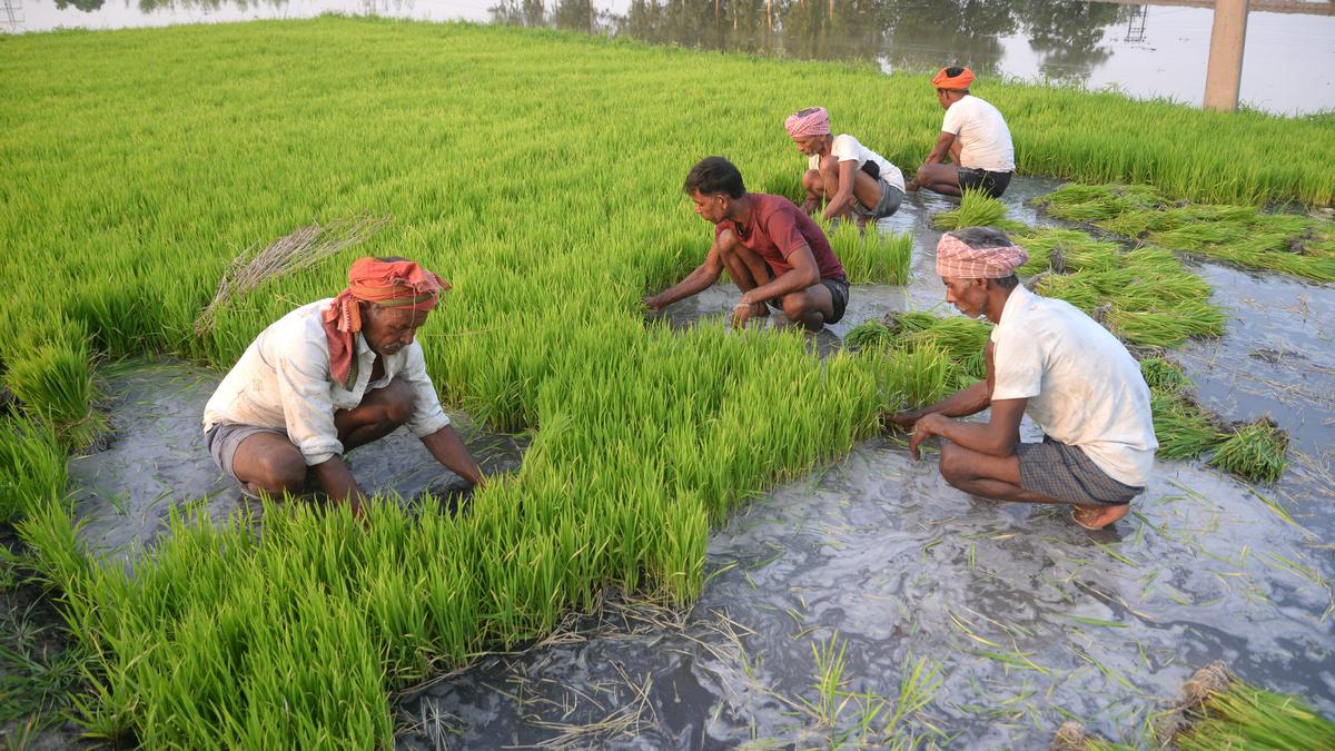 Trends show 27% dip in paddy sowing