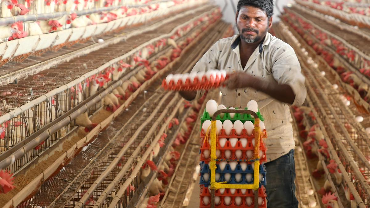 Namakkal poultry farmers to implement price fixed by NECC from May 1