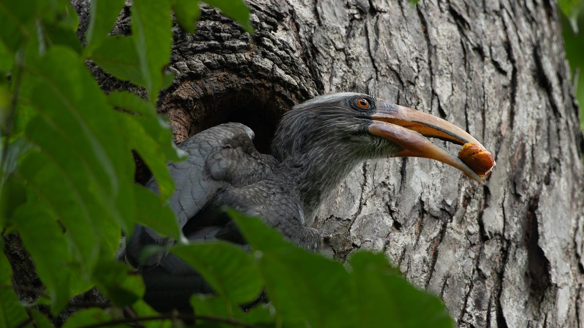 Kerala researchers win international grant for hornbill conservation