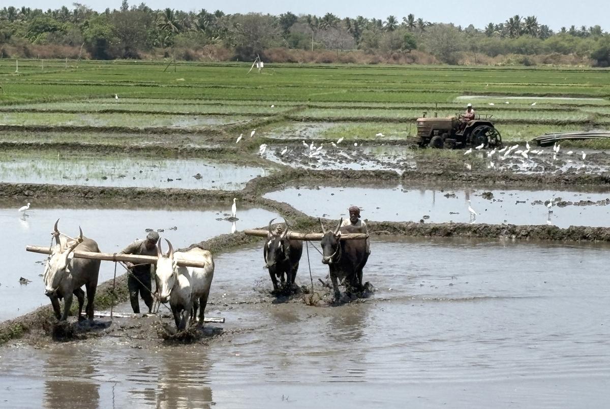 Nearly 1.92 lakh hectares of agricultural land will be brought under crop cultivation in Mandya this year.