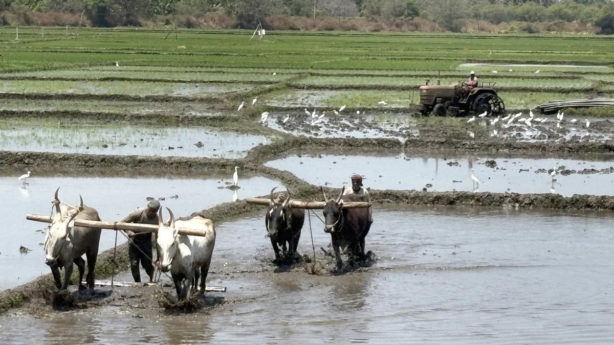 Pre-monsoon rains kindle hopes of good crop yield in Mandya