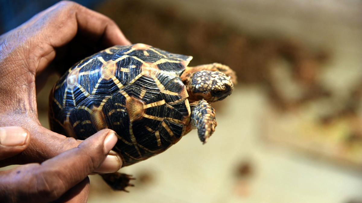 Data | Gold to dried seahorses, heroin to whale vomit: Volume and variety of contrabands seized in India