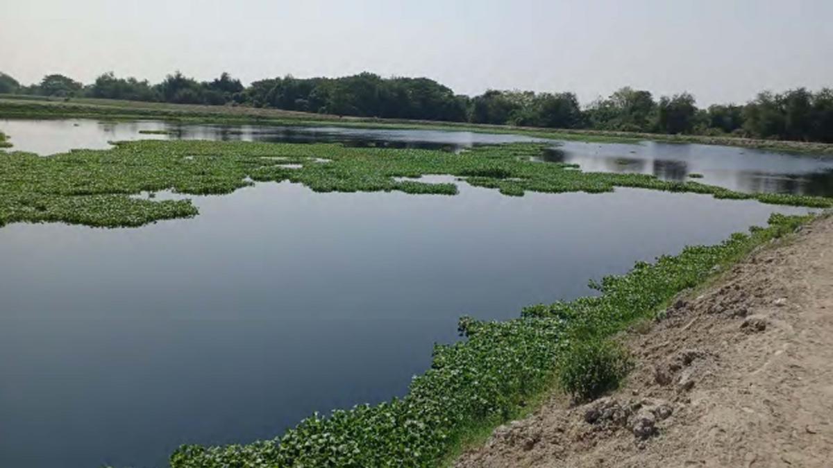 Andhra Pradesh: NGT directs Central Pollution Control Board to inspect Andhra Paper Mill on polluting Godavari river in Rajamahendravaram