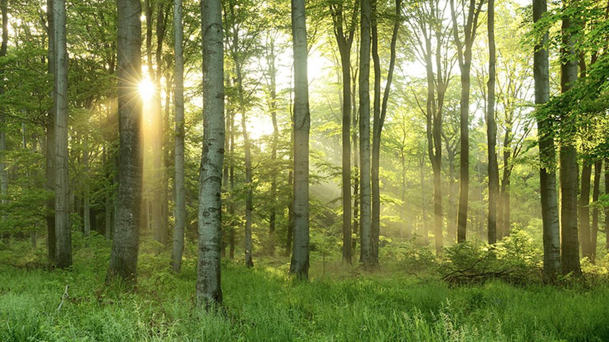 Science for all: Does summer solstice play a role in tree reproduction?