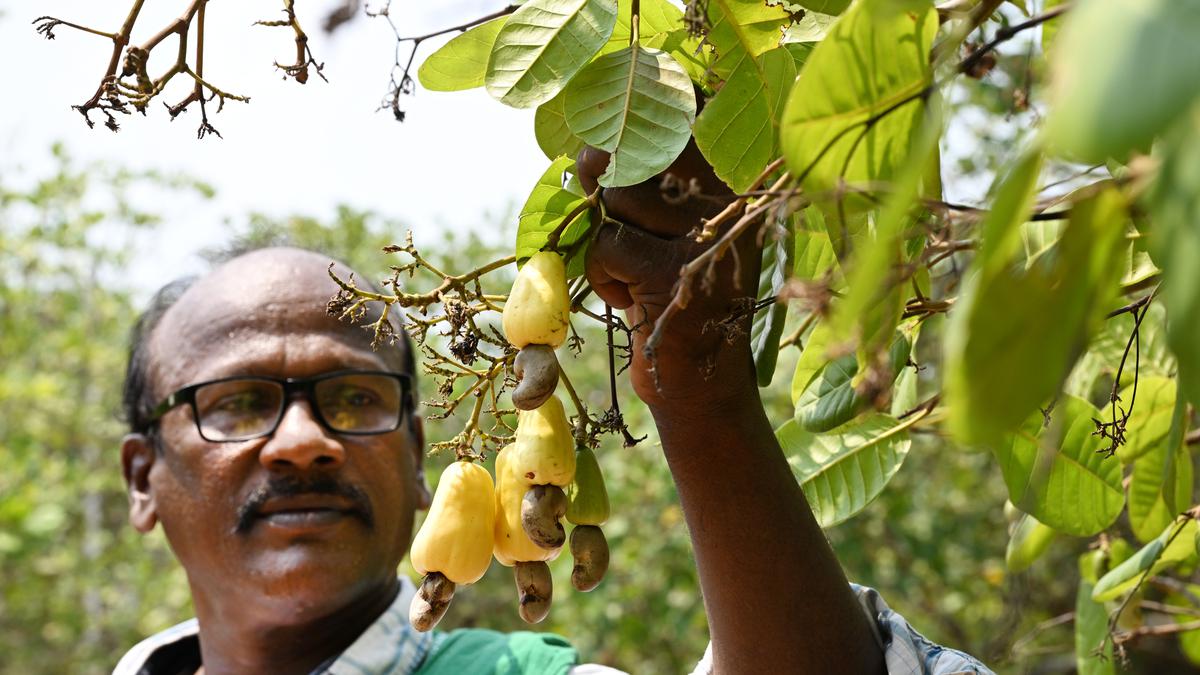 Cashew farmers demand ‘concrete assurance’ on MSP from all political parties ahead of polls