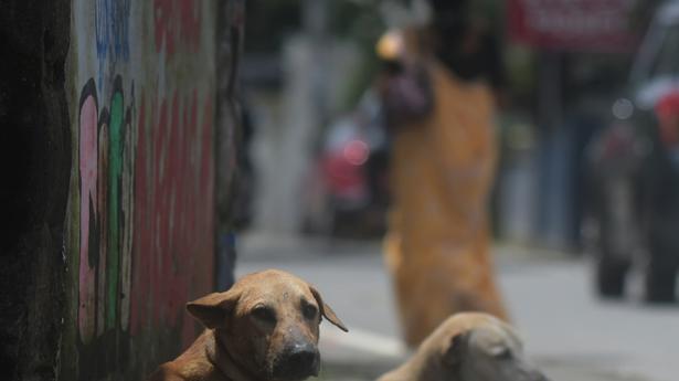 Vets want a say in rabies-control steps of Kerala govt.