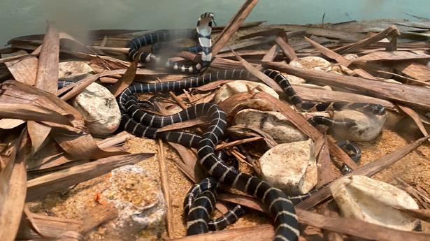 King Cobra lays 38 eggs under second captive breeding project at Mangaluru’s Pilikula Biological Park