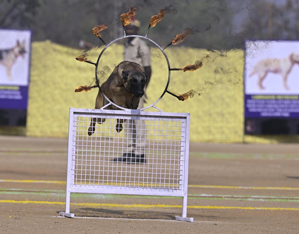 Un cane poliziotto mostra le sue abilità durante la parata di svenimento del 25° gruppo di cani e addestratori di cani all'IITA Moinabad di Hyderabad martedì. 