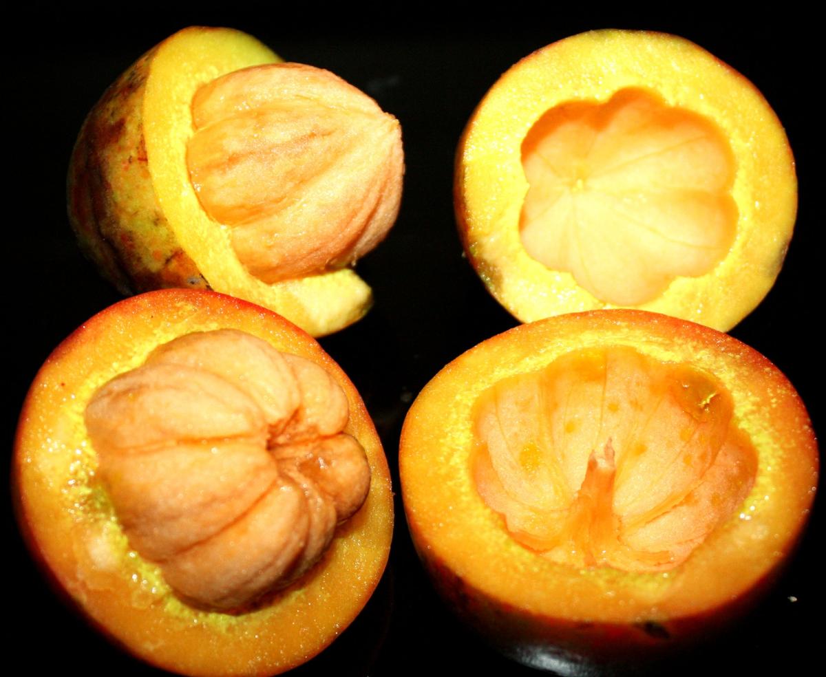 Flower of Garcinia kusumae, a species new to science and endemic to Assam, discovered and named in honour of botanist Jatindra Sarma’s mother. Flower of Garcinia kusumae, a species new to science and endemic to Assam, discovered and named in honour of botanist Jatindra Sarma’s mother.