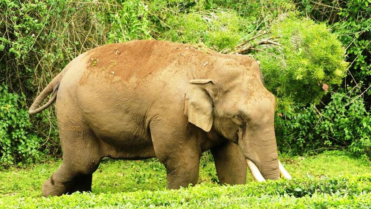 Kerala tribal family has narrow escape after wild tusker destroys their shed