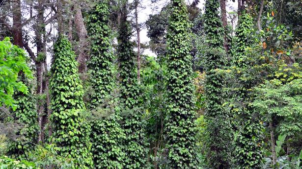 Pepper growers stare at low yield in Sirumalai region of Dindigul