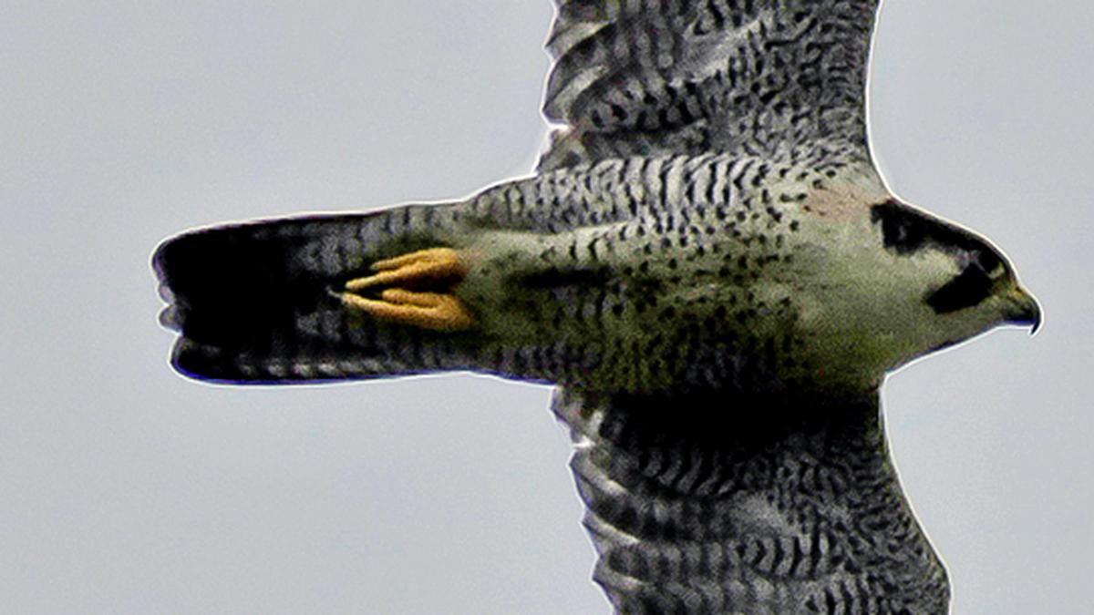 Soaring over the towers