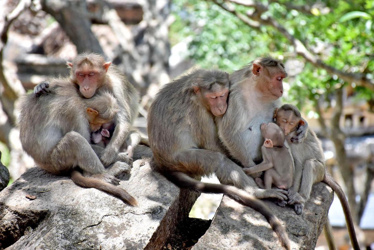 11 monkeys found dead in Tumakuru forest area in suspected case of poisoning,  viscera sent for lab tests - The Hindu
