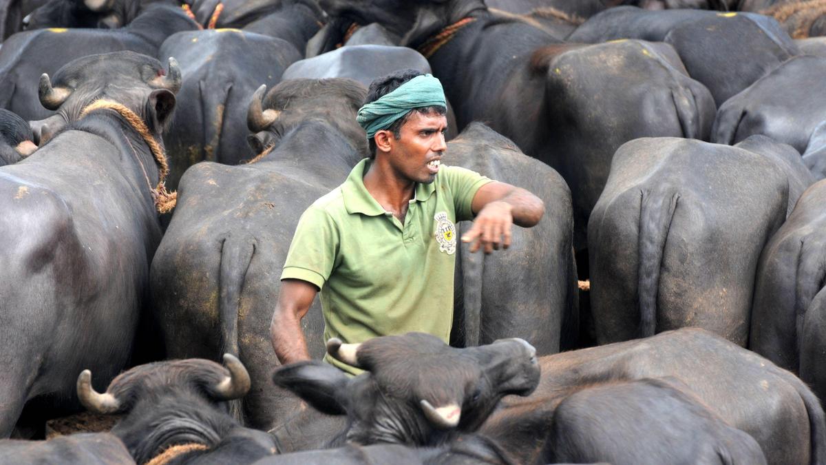 Boycott of cattle market in Hassan to extend to other parts of Karnataka, pressure to be maintained on govt. to repeal law