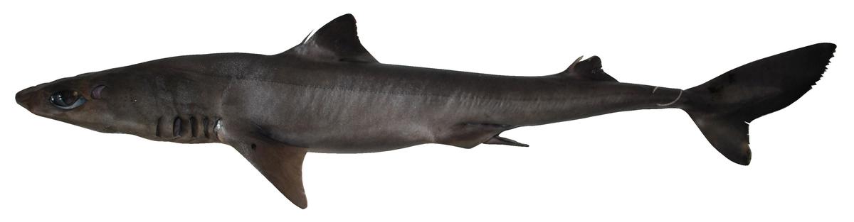 Squalus is a genus of dogfish sharks in the family Squalidae. commonly known as spurdogs, and are characterized by smooth dorsal fin spines.