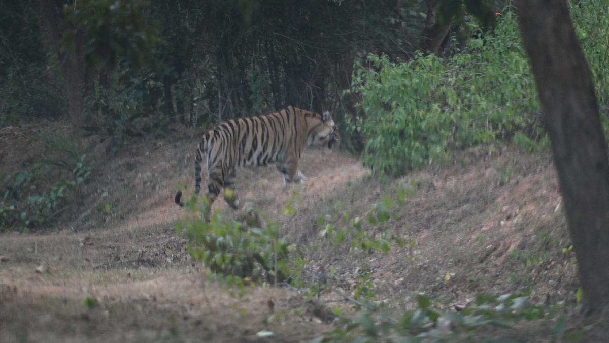With growing tiger population, Madhya Pradesh to develop buffer zones around tiger reserves