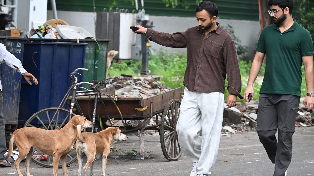 MCD drive to identify stray dog feeding zones faces hurdles amid disputes between RWAs, feeders